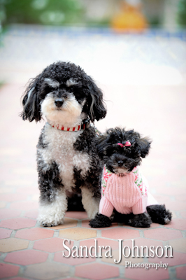 Best Orlando Pet Photographer - Sandra Johnson (SJFoto.com)